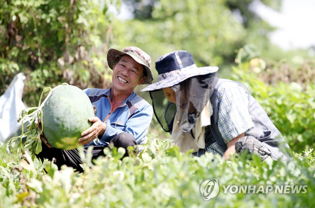 광주 '무등산 수박' 생산량 급감…명맥 끊기나 '우려'