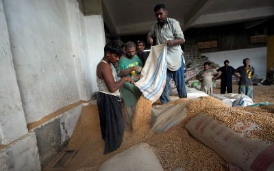 쌀 수출 막은 인도, 이번엔 밀 수입세 폐지…국제 밀 가격 4%↑