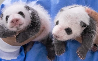 한 달 만에 몸무게 8배 늘었다…푸바오 쌍둥이 동생 '폭풍 성장'