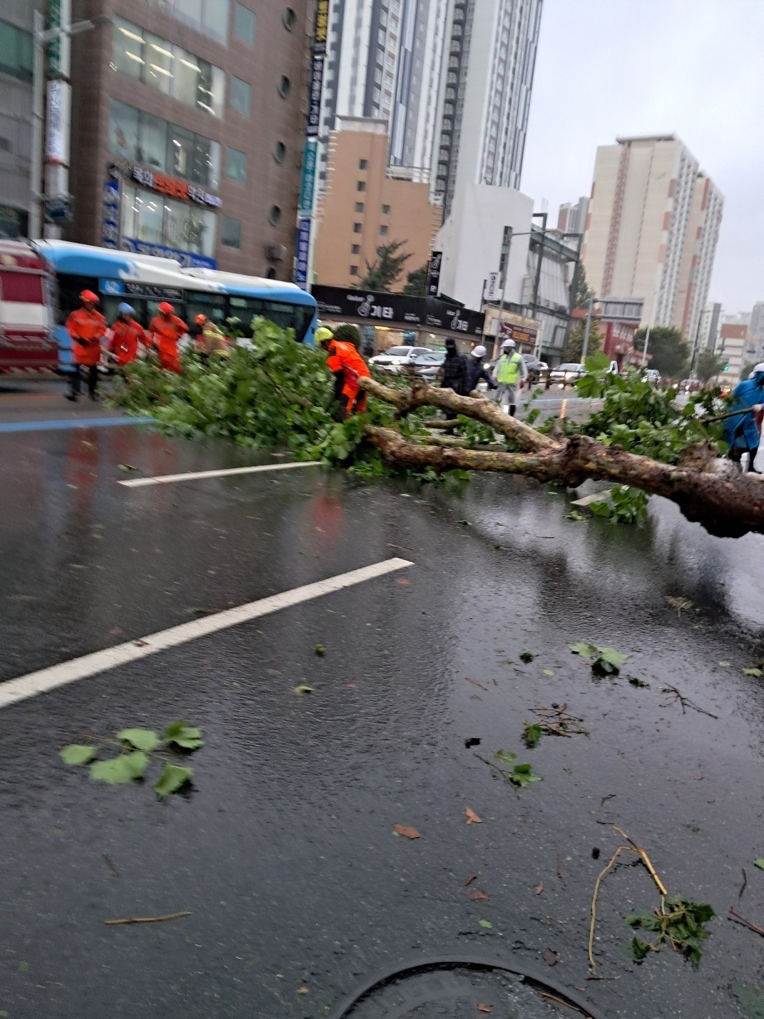 제6호 태풍 '카눈'이 10일 오전 부산에 근접한 가운데 부산 부산진구 한 도로에 나무가 쓰러져 교통이 통제되고 있다. 사진=연합뉴스