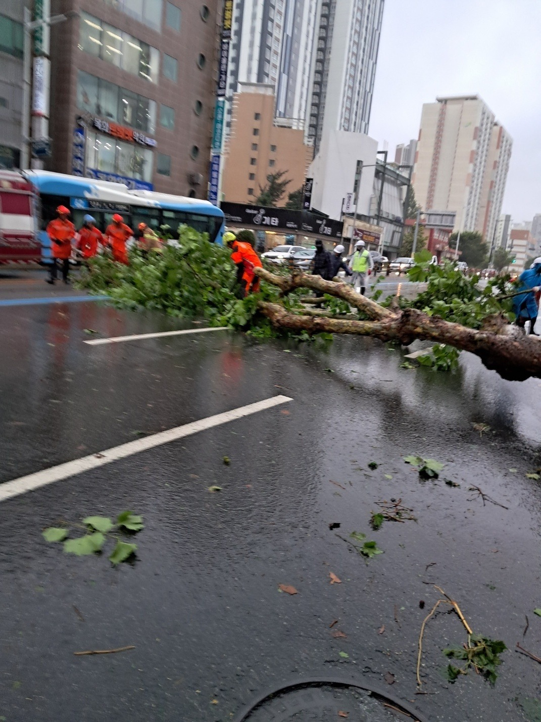 제6호 카지노 사이트 '카눈'이 10일 오전 부산에 근접한 가운데 부산 부산진구 한 도로에 나무가 쓰러져 교통이 통제되고 있다. 사진=연합뉴스