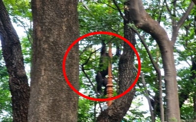 대구 동물원 탈출한 수컷 침팬지…마취총 맞고 회복 중 하늘로