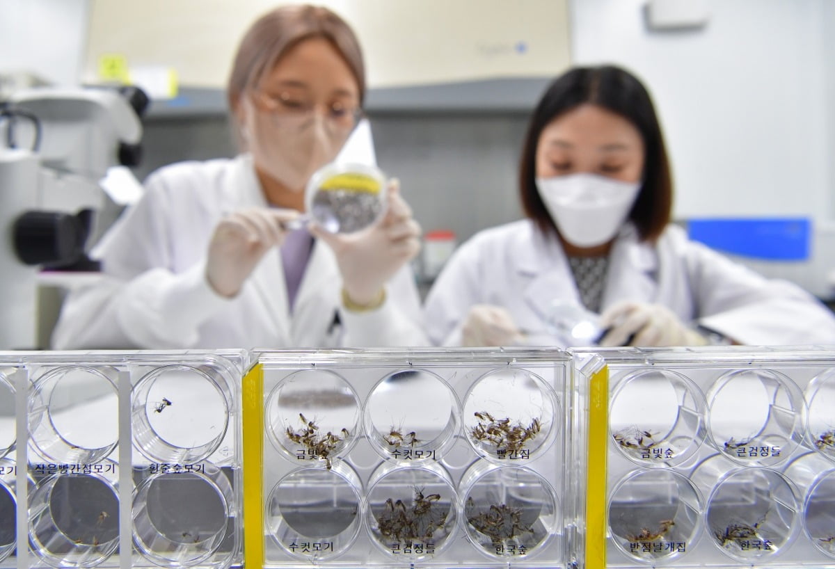 경기도보건환경연구원에서 연구원들이 모기 분류작업을 하고 있다. / 사진=연합뉴스