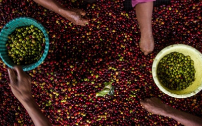 재고량 감소에 아라비카 커피 가격 반등
