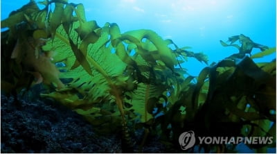 일본, 탄소중립 실현에 해조류 활용…항만서 실증 실험