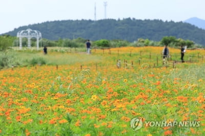 제주 구름 많고 곳곳 소나기…낮 최고 30∼31도