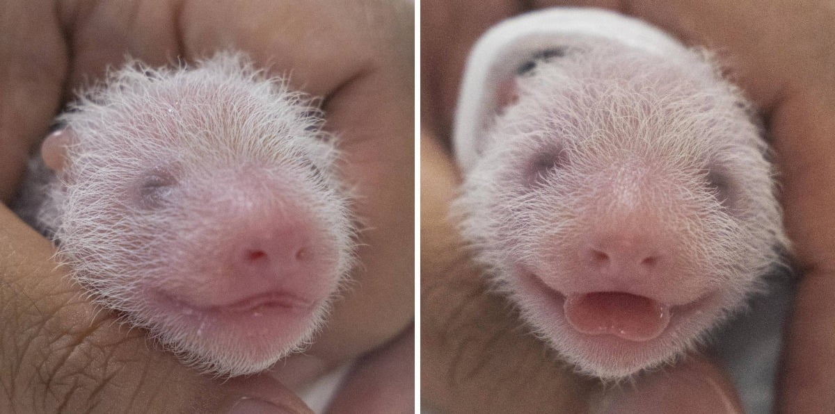 써 지난 2020년 7월 국내 최초의 아기 판다로 태어나 최근 판다월드에서 인기를 얻고 있는 '푸바오'(암컷)는 약 3년 만에 쌍둥이 동생들이 생기면서 귀여운 판다 세 자매의 맏언니가 됐다. 사진은 건강검진 받는 쌍둥이 아기 판다 자매. (에버랜드 제공) 