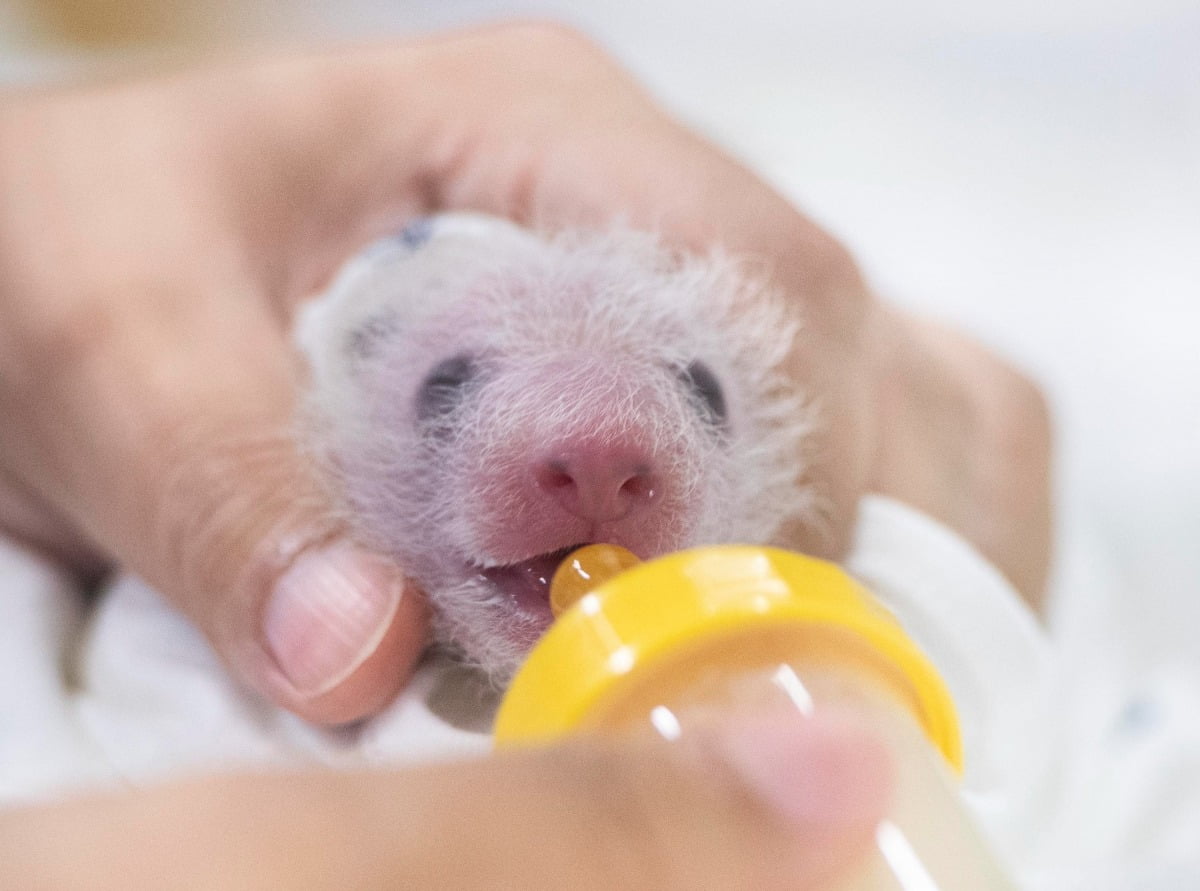 사진은 쌍둥이 판다 중 둘째 모습. (삼성물산 제공) 사진=뉴스1