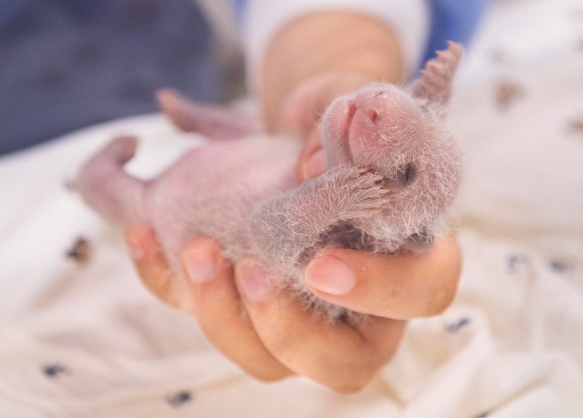  판다월드에서 태어난 국내 최초 쌍둥이 아기 판다의 생후 12일차 모습/ 사진=뉴스1