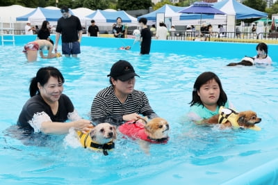  뚝섬 한강공원 반려견 수영장 24일까지 운영