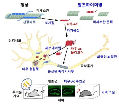 국내 연구팀, '알츠하이머 원인' 타우 단백질 얽힘 과정 규명