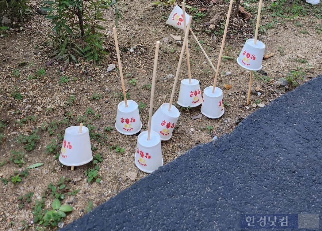 서울 동대문구 답십리역 인근 화단에 탕후루 꼬치가 잔뜩 꽂혀있는 모습/사진=이미나 기자