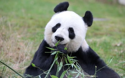 英 동물원 판다 한 쌍, 10년 임대 종료…12월 초 중국 반환