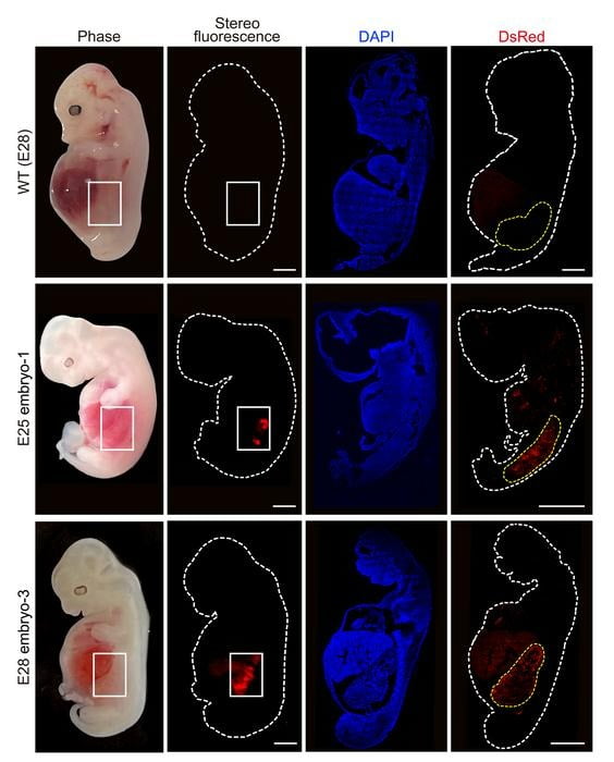 중국과학원 연구진이 만든 돼지 키메라 배아(맨 왼쪽). 두 번째 줄에서 빨간점이 인간 세포로 이뤄진 부분이다. 셀 스템셀 제공