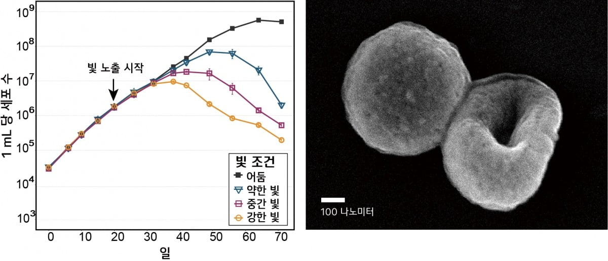 연구팀이 최초 배양한 '사르202' 세균 모습(오른쪽)과 빛 노출에 따른 사멸 추이 그래프(왼쪽).