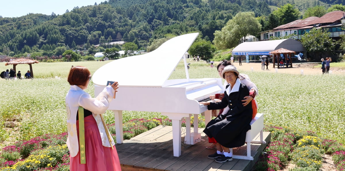 [포토] '메밀꽃 필 무렵' 봉평은 메밀꽃 축제로 한창