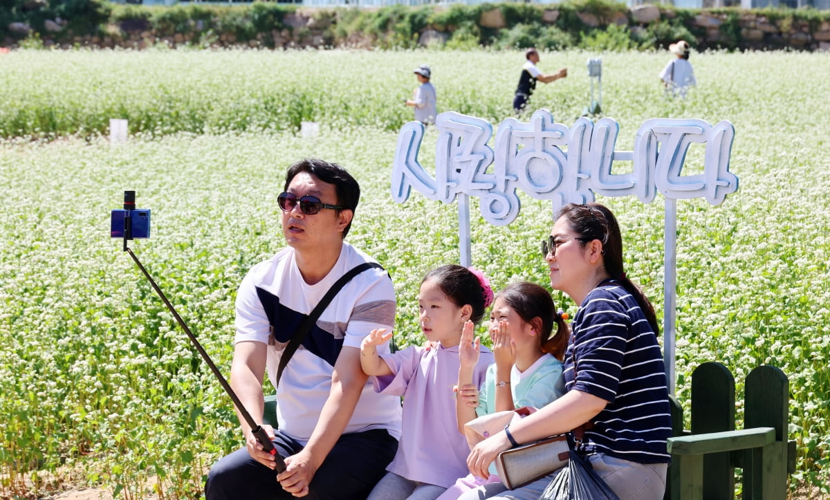 [포토] '메밀꽃 필 무렵' 봉평은 메밀꽃 축제로 한창