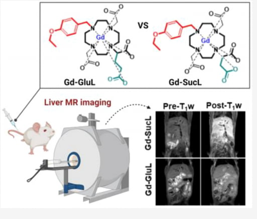  거대고리형 MRI 간특이 카지노 게임 사이트(Gd-SucL)를 쥐에 투여한 결과 MRI 촬영 시 우수한 간조영력과 화학적 안정성을 확인했다. 자료 제공=팜젠사이언스