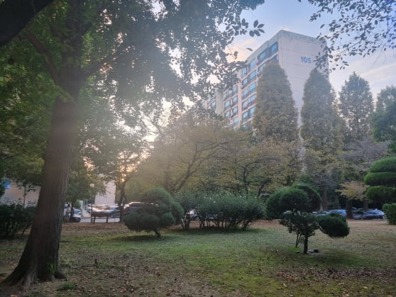 서울 신반포2차 아파트. 12층 아파트 높이에 버금가는 나무가 단지에 줄지어 서있다. 1978년 준공된 아파트지만 단지 내부 조경이 잘 돼 있다. 박진우 기자