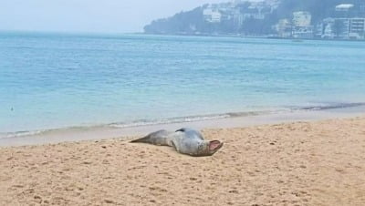 뉴질랜드 주택가에 '물개·물범' 깜짝 등장…"추위 막아줄 곳 찾는 것"