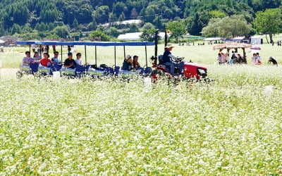 [포토] 메밀꽃길 따라 가을 속으로