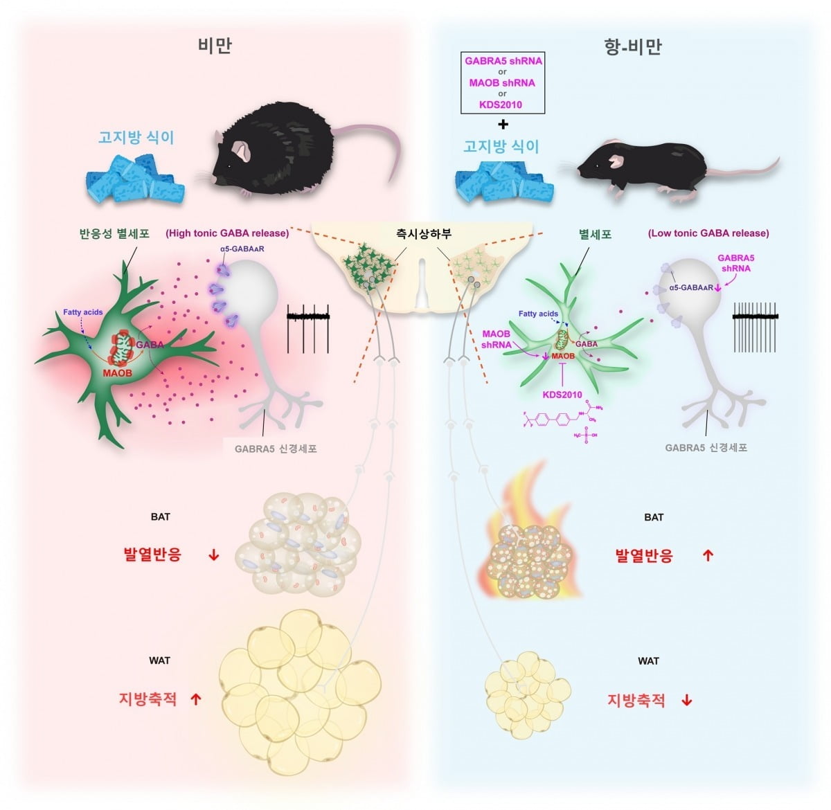 별세포의 지방 대사 조절 모식도. 