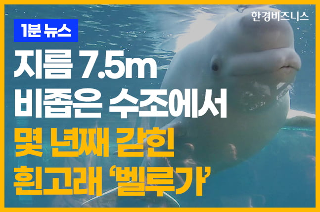 지름 7.5m 비좁은 수조에서 몇 년째 갇힌 흰고래 ‘벨루가’ [송유리의 1분 뉴스]