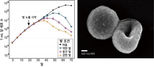 '심해 청소부' 버뮤다 해역 미스터리 세균, 실험실서 배양