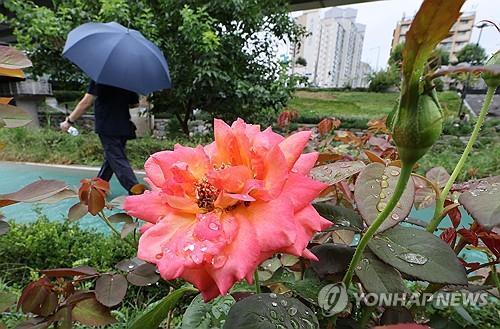 충북 흐리고 곳에 따라 비…낮 최고 27∼29도