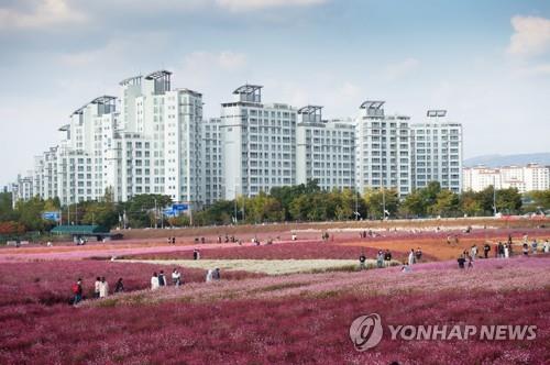 '양주 천만송이 천일홍 축제' 개막…24일까지 가을꽃 향연