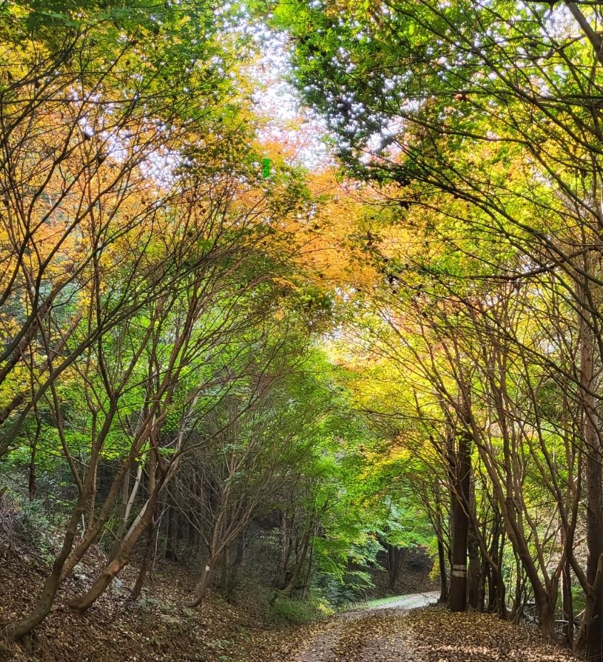 전남도, 가을 걷고 싶은 숲길 5곳 선정