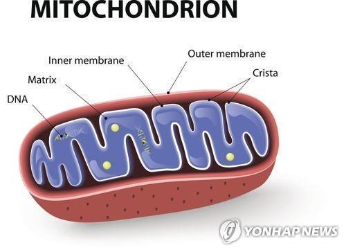 [사이테크+] 미토콘드리아 DNA가 모계로만 유전되는 이유 찾았다
