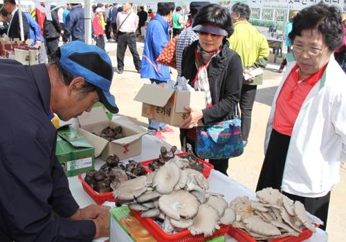 "능이·싸리버섯의 계절" 243 영동 상촌서 축제