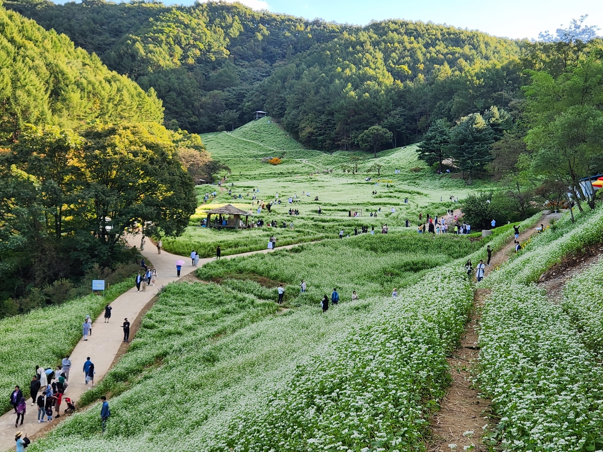 "청주 추정리 된내기골 3만㎡ 메밀밭서 힐링하세요"