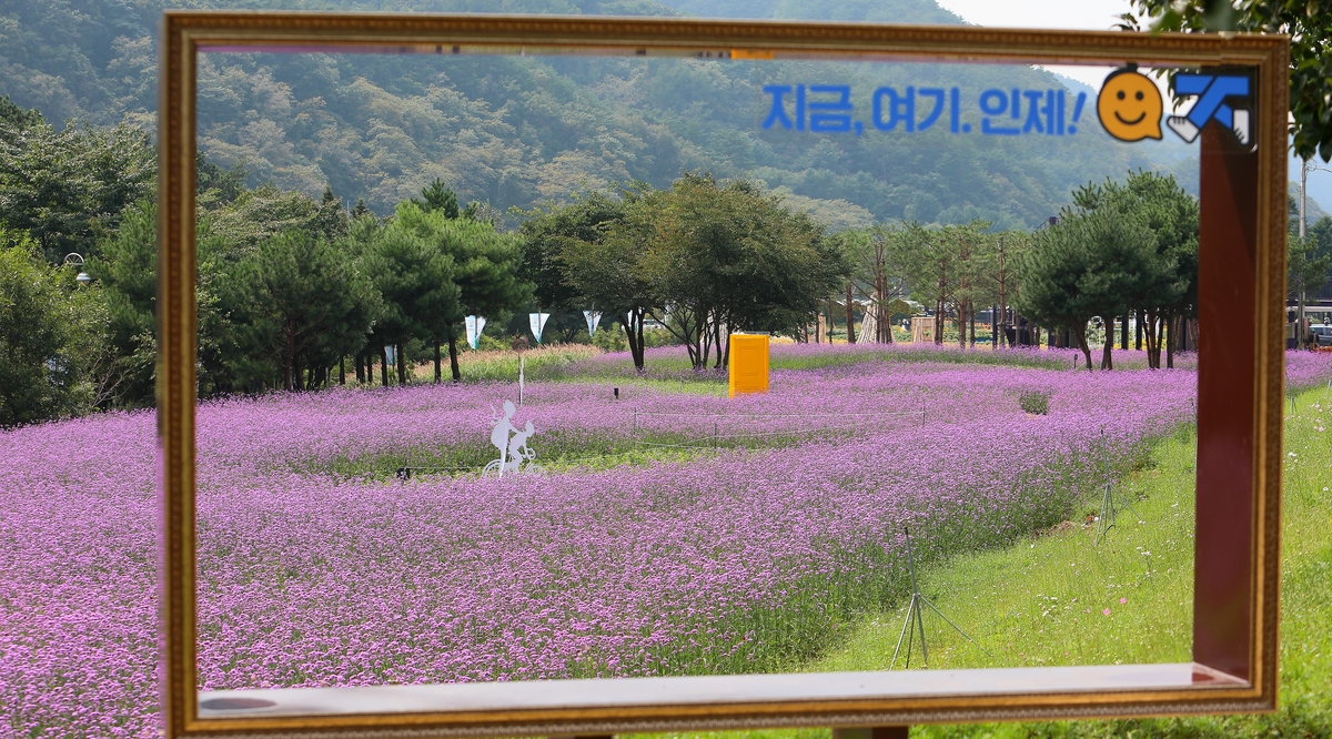 '낭만 가득 꽃길만 걷자' 인제 가을꽃축제 손님맞이 준비 끝