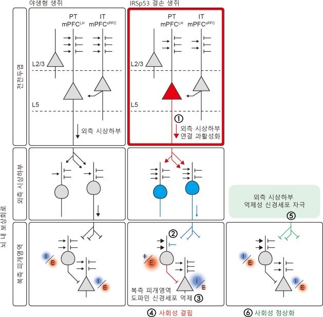 기초과학연구원, 자폐 따른 사회성 저하 유발 뇌 신경회로 규명