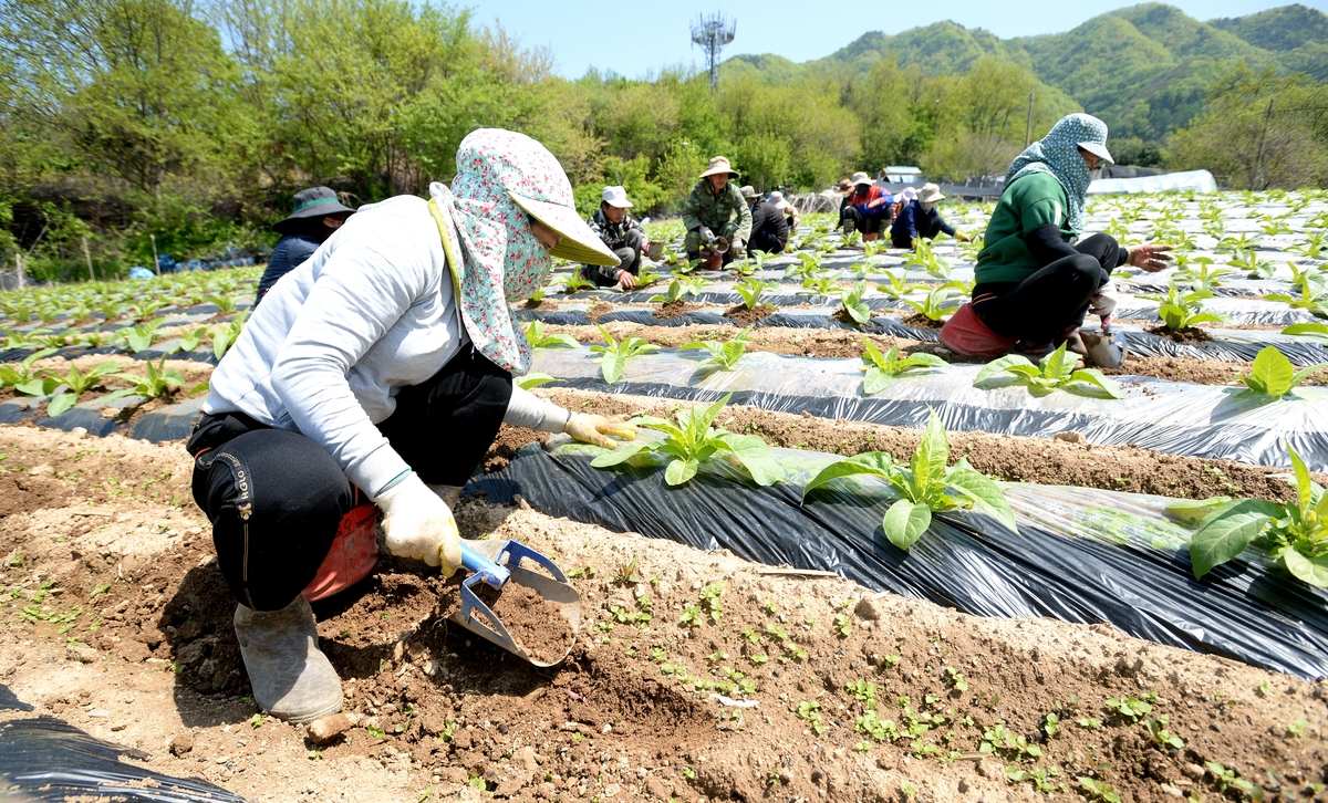 화천군 외국인 계절근로자 근로자 체류연장·재입국 요청 잇따라