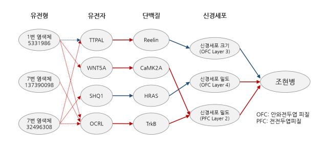 KAIST, 인공지능으로 조현병 원인치료 실마리 찾았다