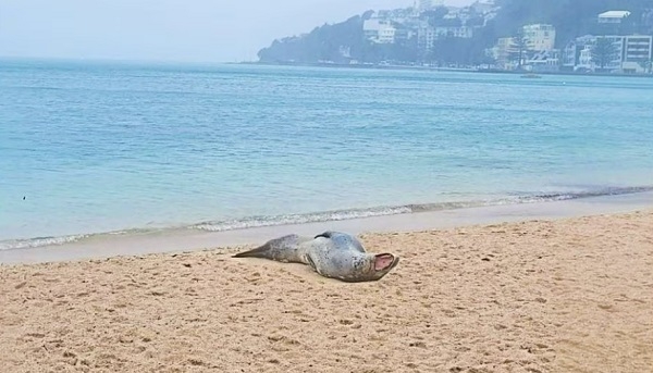 웰링턴서 해변은 물론 주택가·철로서 물개·물범 잇단 목격 왜?