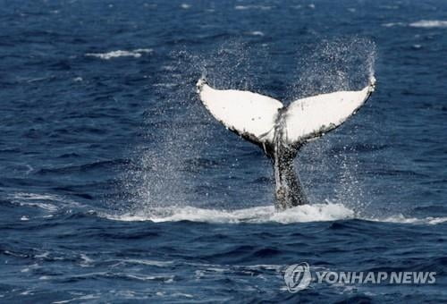 일본 반발에…'포경 반대' 단념한 미국