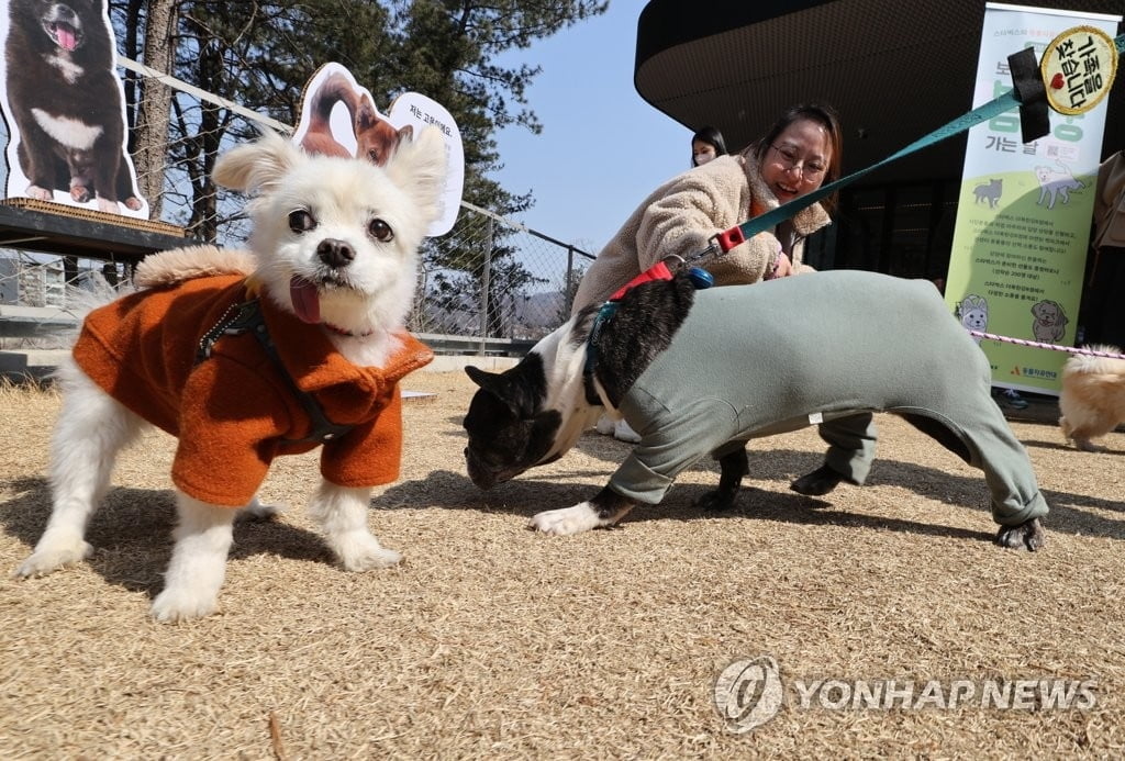 "해외가는 김에 좋은 일도"...입양견 이동봉사 급증