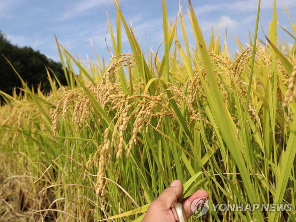 한가마 20만원 대…쌀값도 올랐다