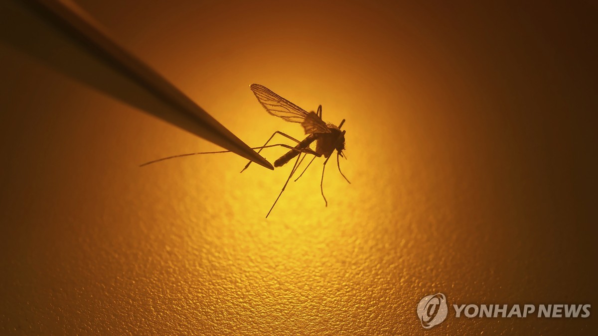 국내서도 해외서도 '모기 조심'…말라리아·뎅기열 발생 증가