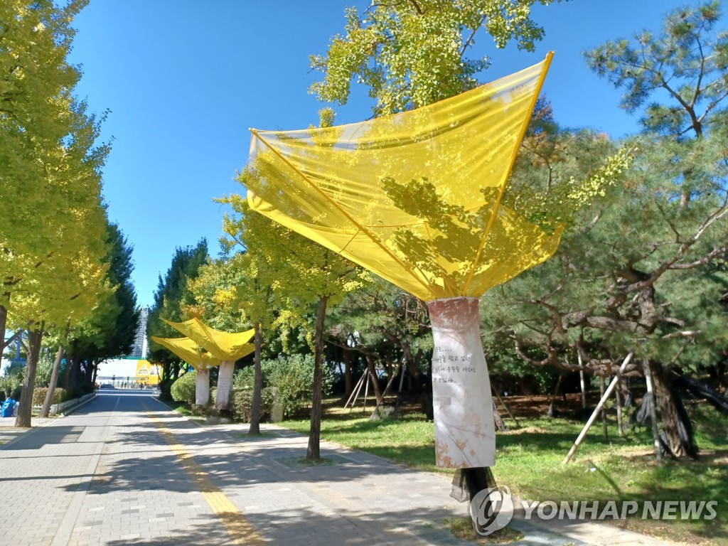 "악취 걱정 끝"…인천 지자체, 은행나무 기동대응반 운영