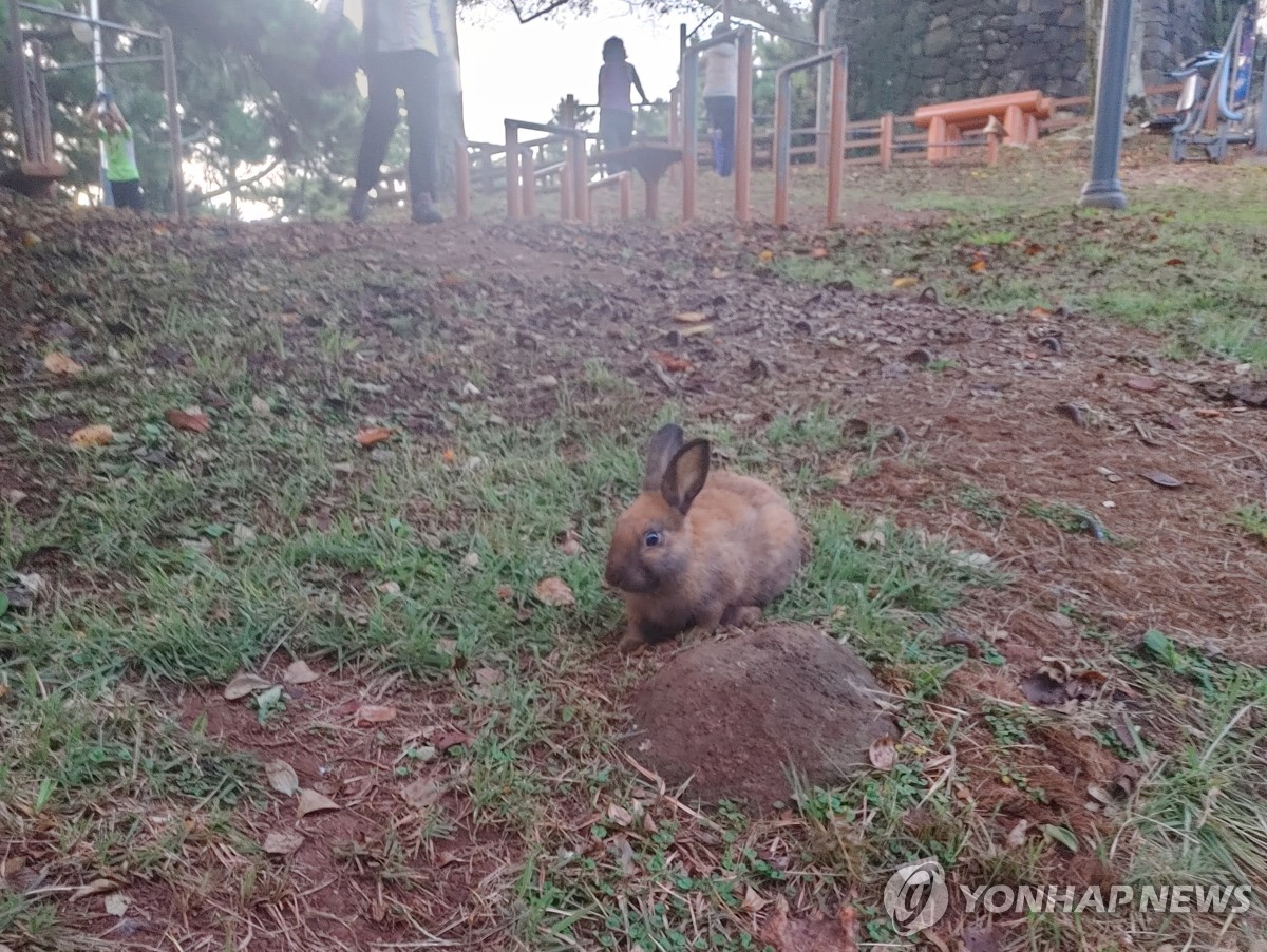 [줌in제주] 도심 사라봉 토끼…"놔둘까" "잡을까"