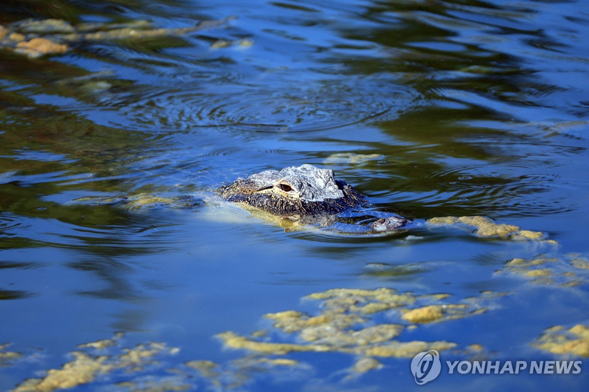 미 플로리다서 사람 시신 물고다닌 악어 발견…안락사 처리