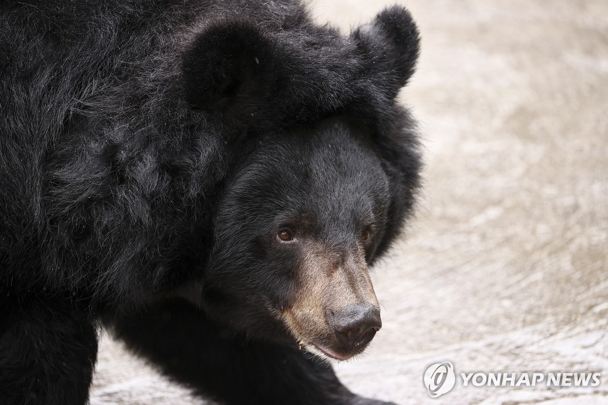 '배고파서' 나타난 흑곰 어슬렁…美 디즈니월드 일부 일시폐쇄