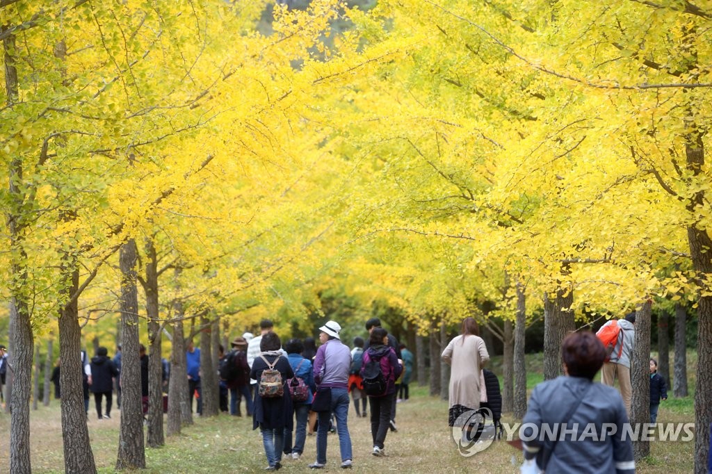 홍천 가을명소 '은행나무숲' 30일부터 10월 31일까지 무료 개방