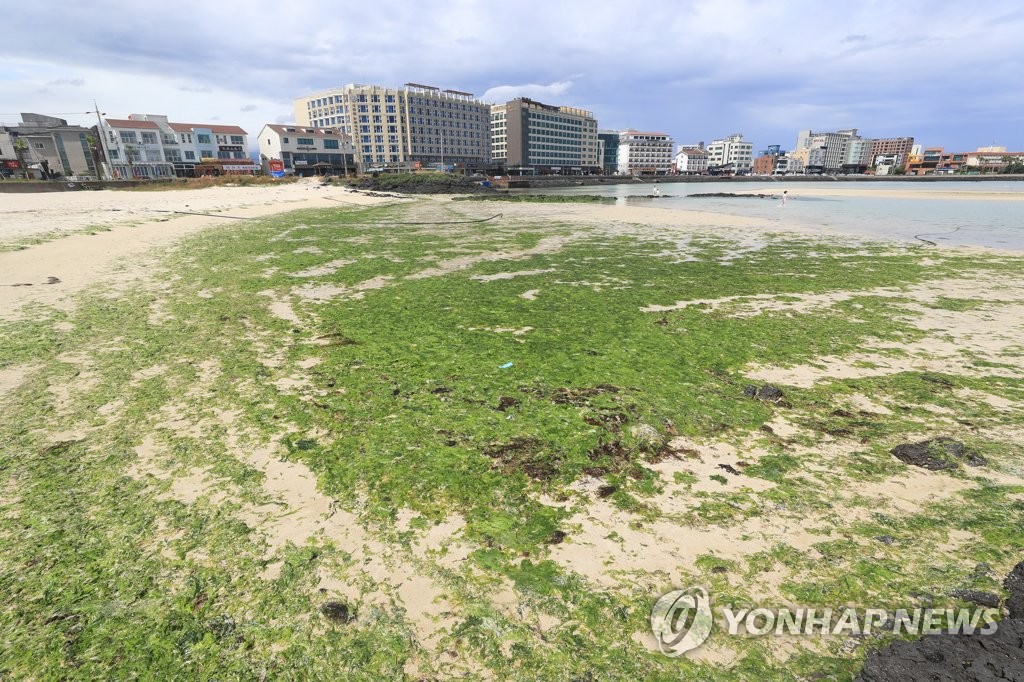 제주 해안 골칫거리 '구멍갈파래'로 반추동물 메탄가스 줄인다