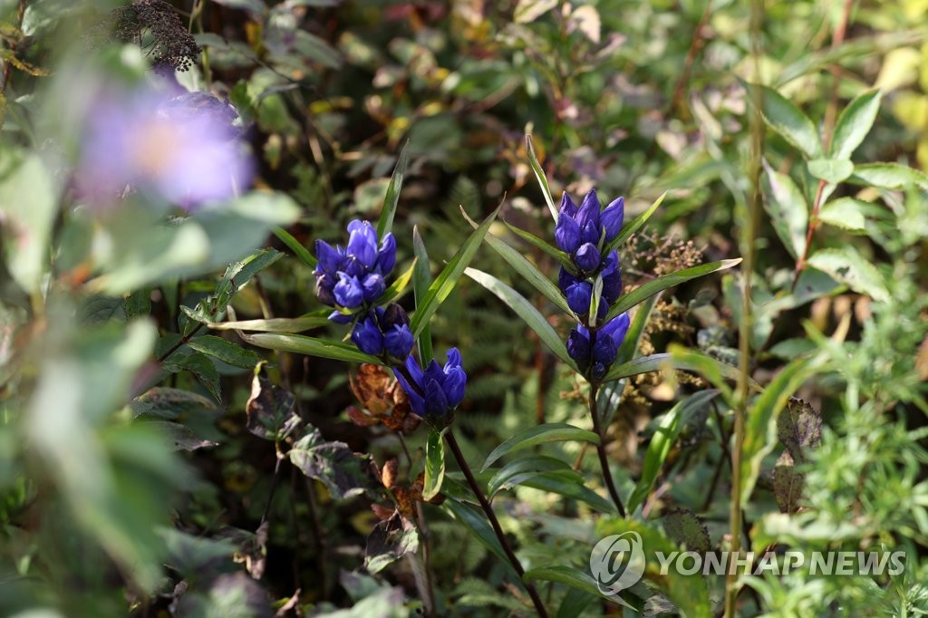 '금강산과 백두대간을 한눈에'…인제 DMZ 평화의 길 재개방